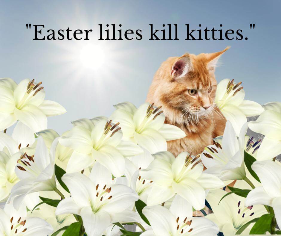 March is Poison Prevention Month- Lilies & Cats - Sugar Land Veterinary Specialists
