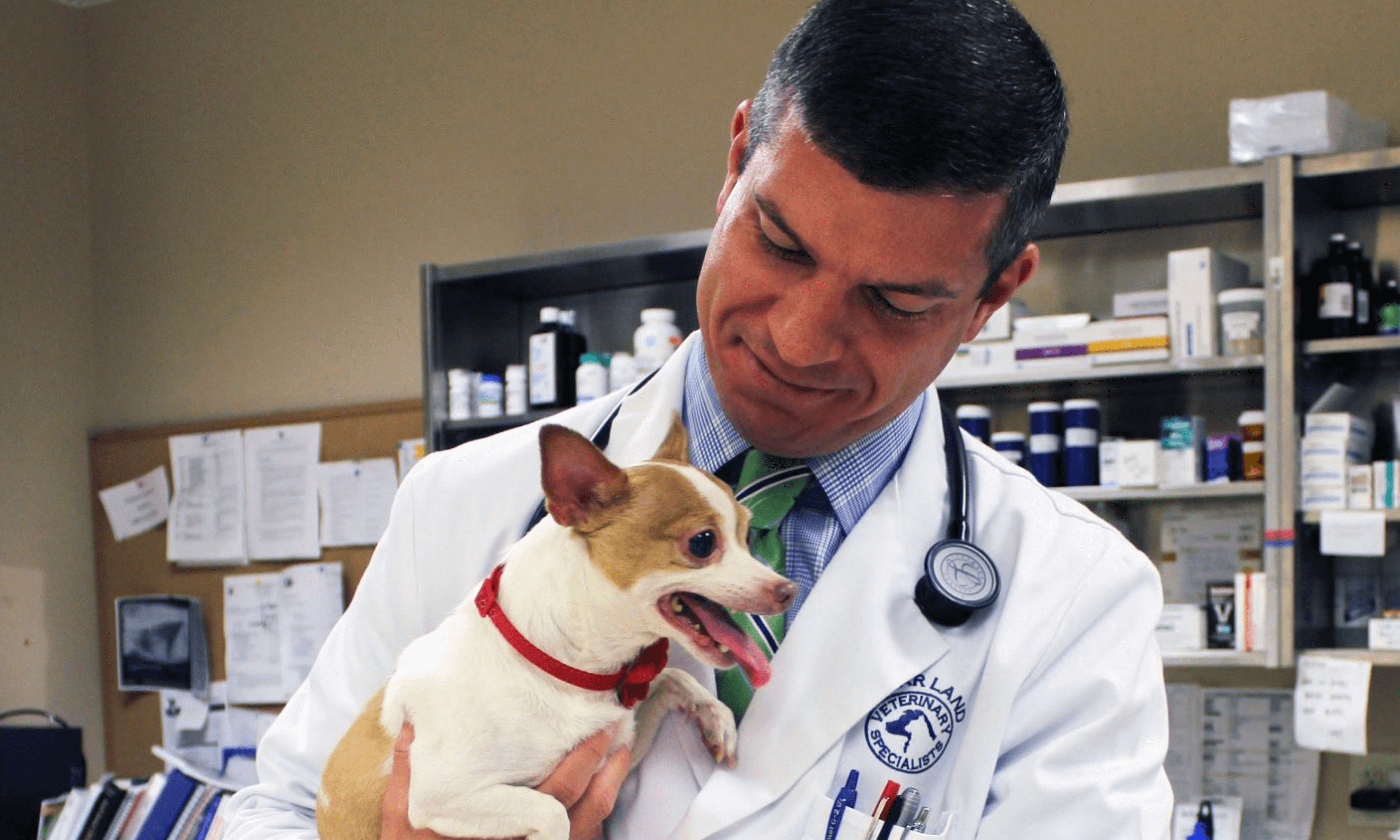 Doctor with dog patient