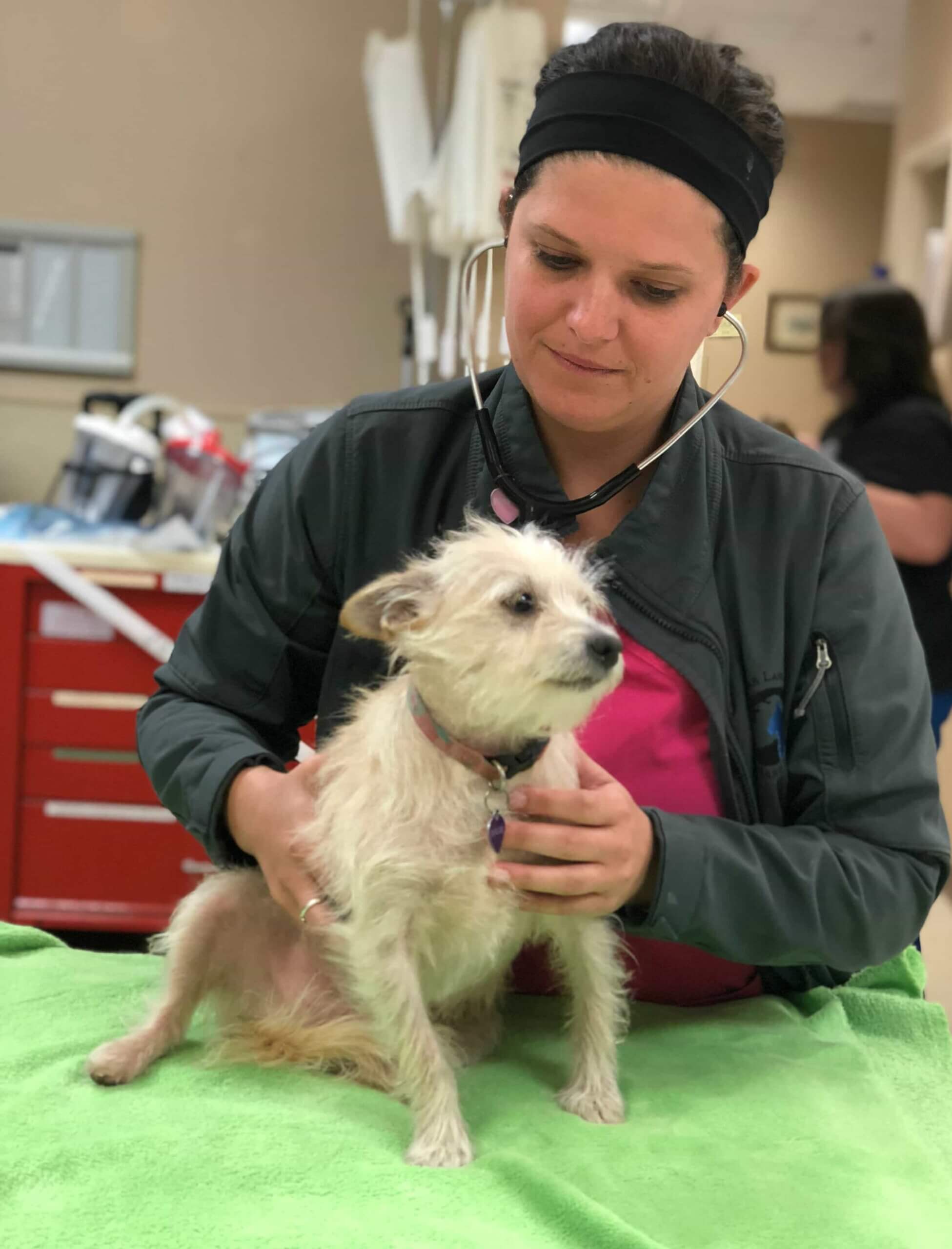 ICU Servcies - Sugar Land Veterinary Specialists & 24 Hour Emergency Care