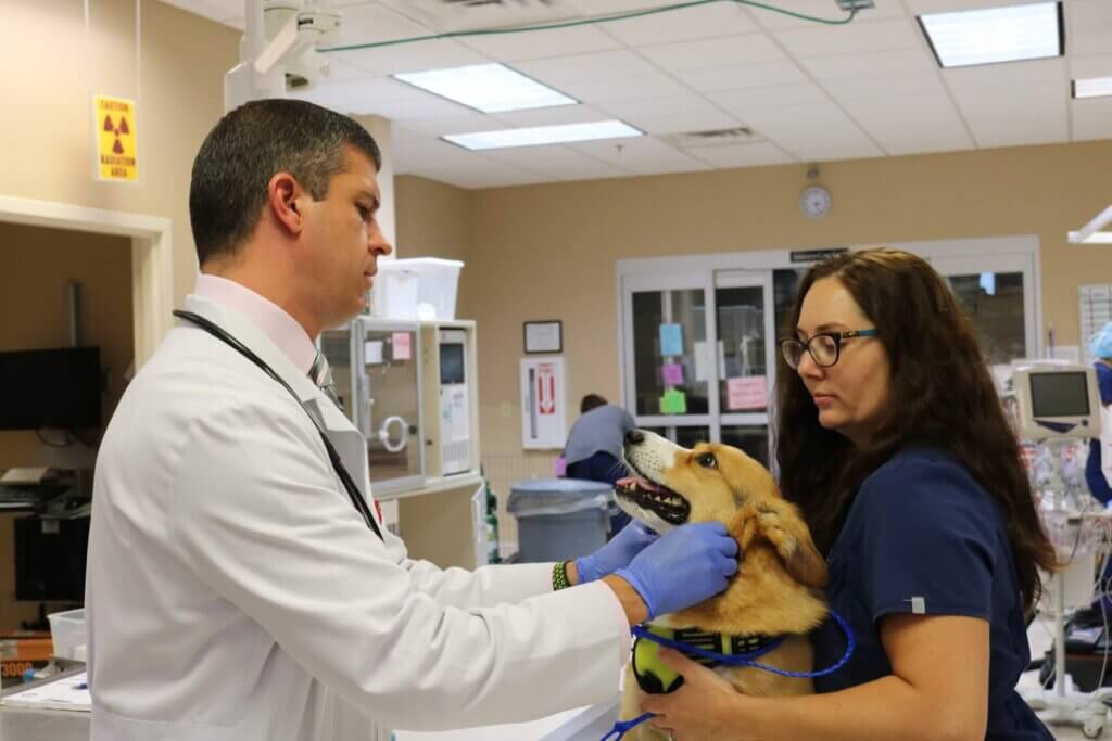 Medical Oncology - Sugar Land Veterinary Specialists & 24 Hour Emergency Care