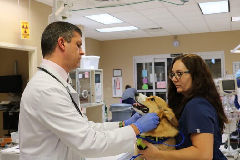 Medical Oncology - Sugar Land Veterinary Specialists & 24 Hour Emergency Care